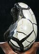 Septarian Dragon Egg Geode - Black Calcite Crystals #33983-2